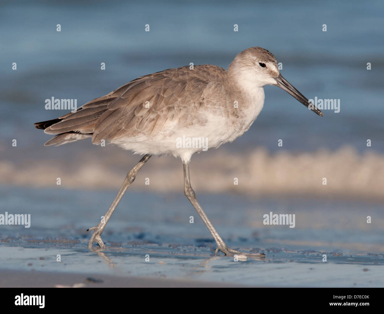 Willet on beach at shoreline Stock Photo