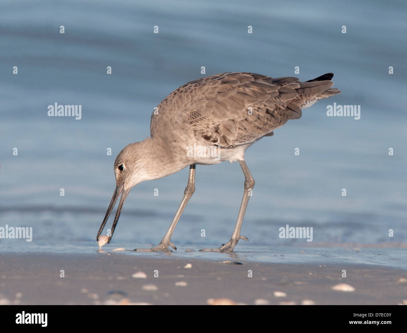 Shellfish beach hi-res stock photography and images - Alamy