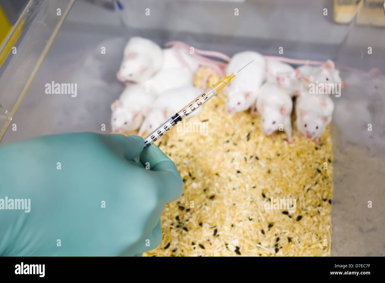 Laboratory mice group hires stock photography and images Alamy