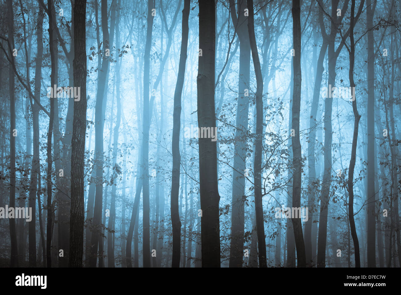 Dark blue spooky forest with trees in fog Stock Photo