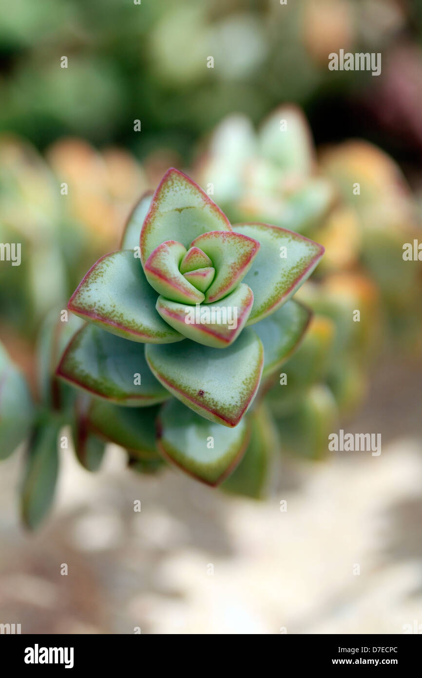 Indigenous succulent in Kirstenbosch National Botanical Gardens , Cap , Cape Town Stock Photo