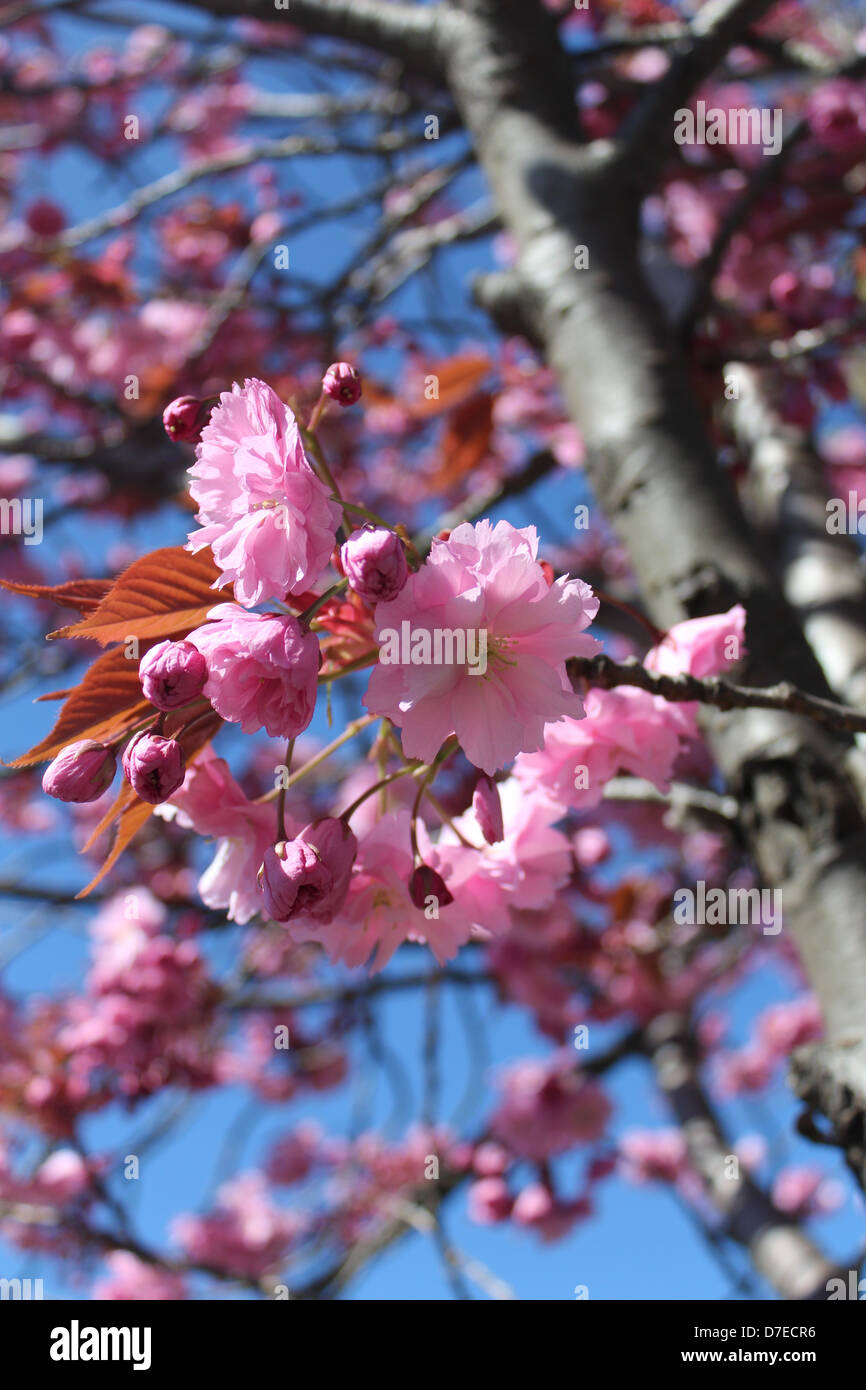 Pink cherry blossom in Spring Stock Photo - Alamy