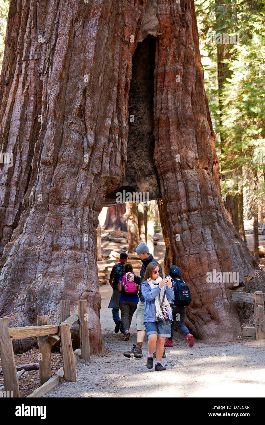 Tourist at tunnel through giant sequoia tree at mariposa grove hires