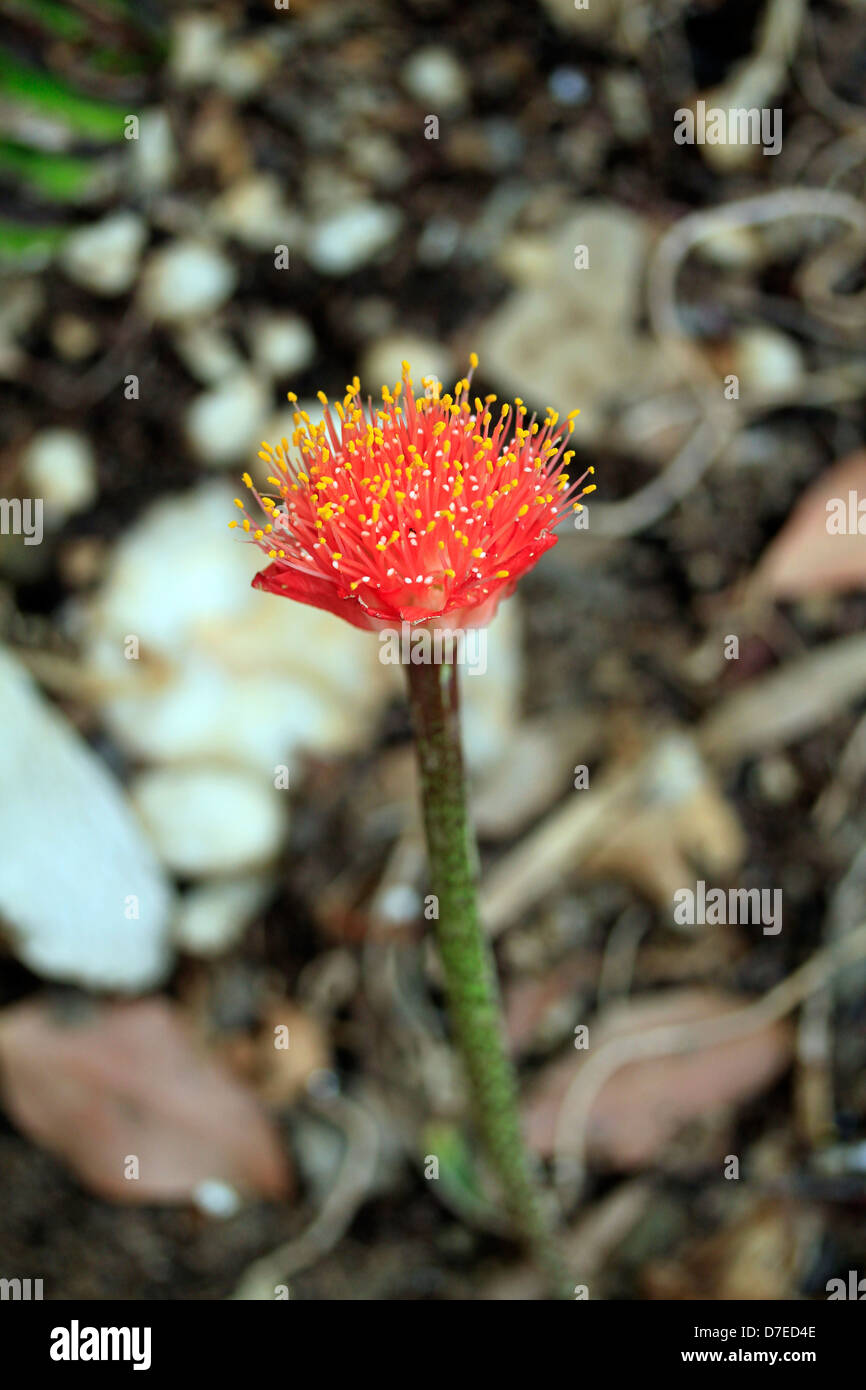 Paintbrush Lily - Haemanthus coccineus (also called Blood Flower)   at the end of its bloom time in Kirstenbosch  Gardens. Stock Photo