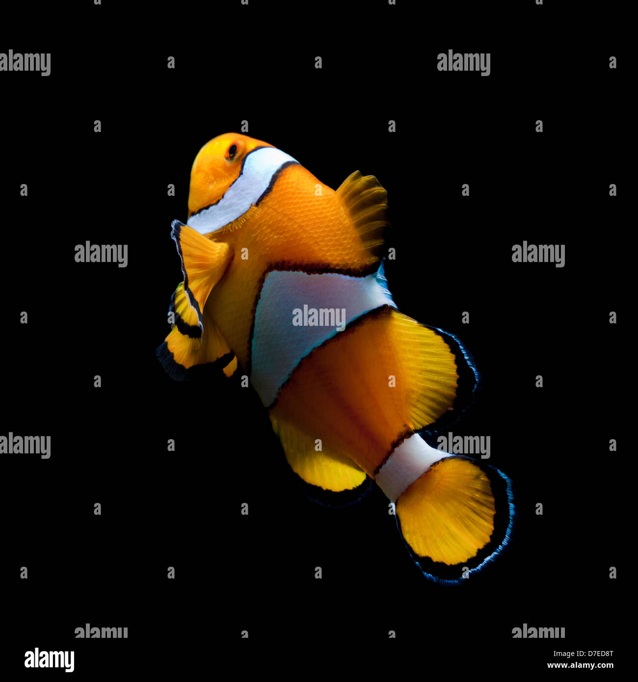 Clown fish on black background Stock Photo