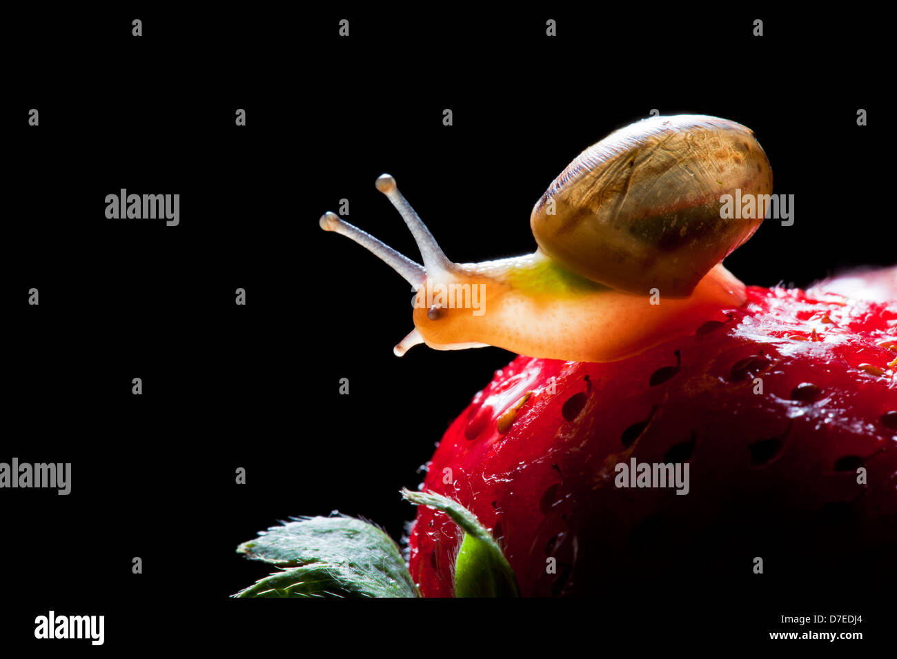 snail crawling Stock Photo