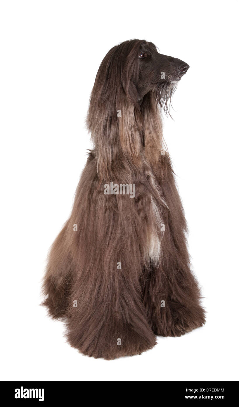 Sunward Edelweiss Afghan Hound International Champion, Champion of Eurasia-2013 Dog Show Stock Photo