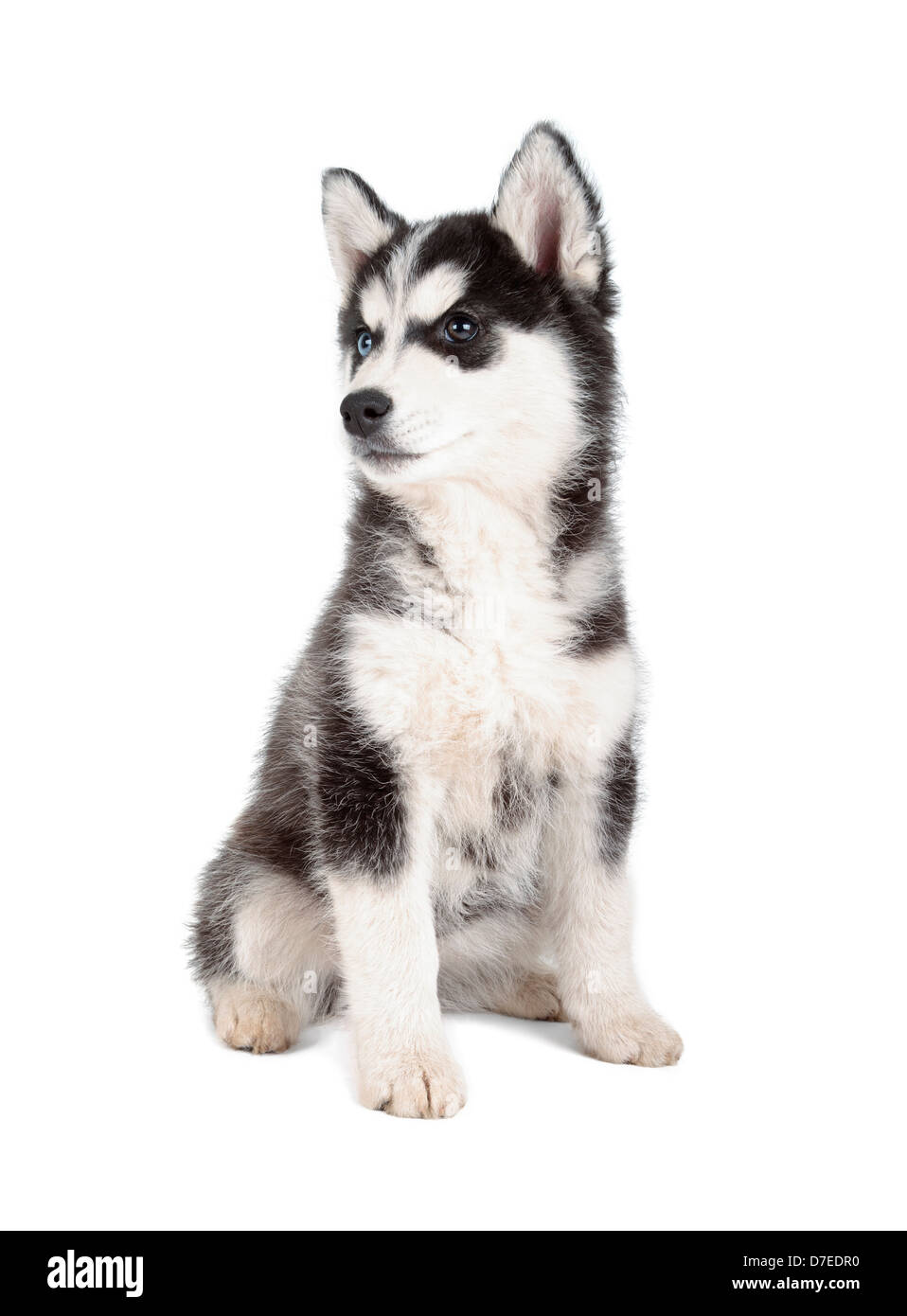 white siberian husky puppy wallpaper