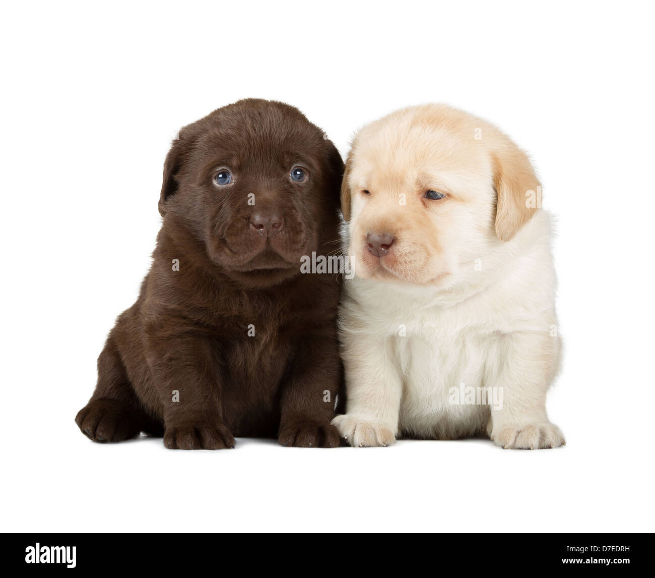 Spoiled Chocolate Labrador Owner Funny Puppy Dog Lover Tee Spoiled Chocolate Labrador Owner Funny Puppy Dog Lover Tee