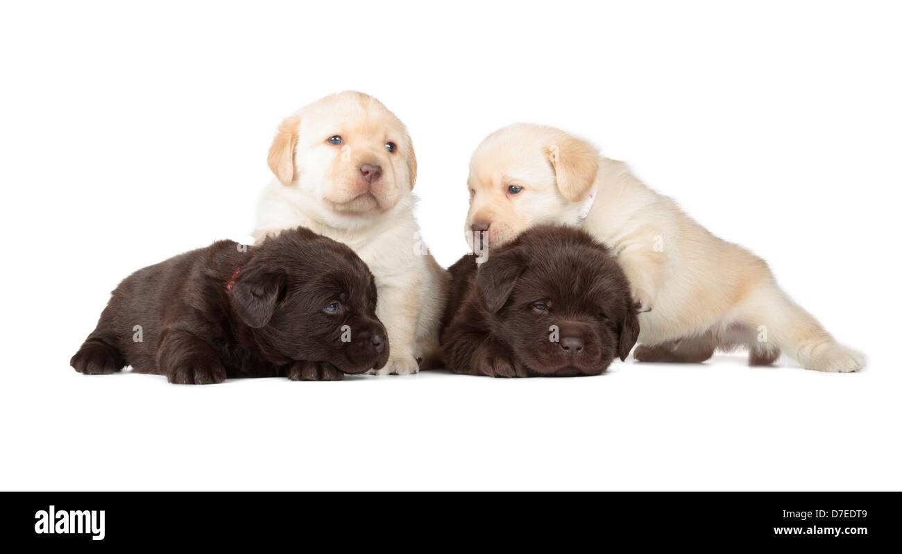 Spoiled Chocolate Labrador Owner Funny Puppy Dog Lover Tee Spoiled Chocolate Labrador Owner Funny Puppy Dog Lover Tee