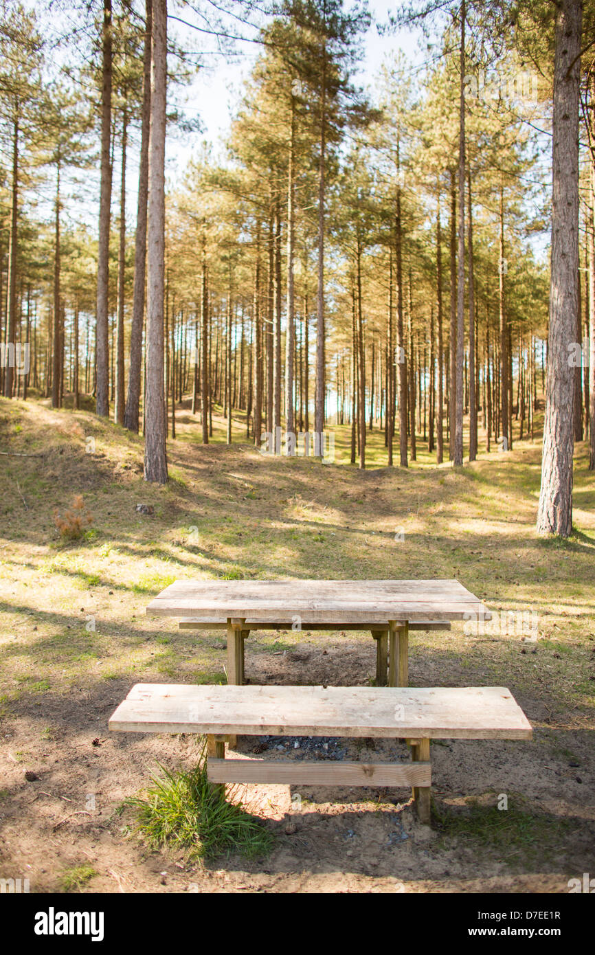 Wooden park picnic bench with trees in the background in Pembrey Country Park, Llanelli, Wales on a warm sunny day. Stock Photo
