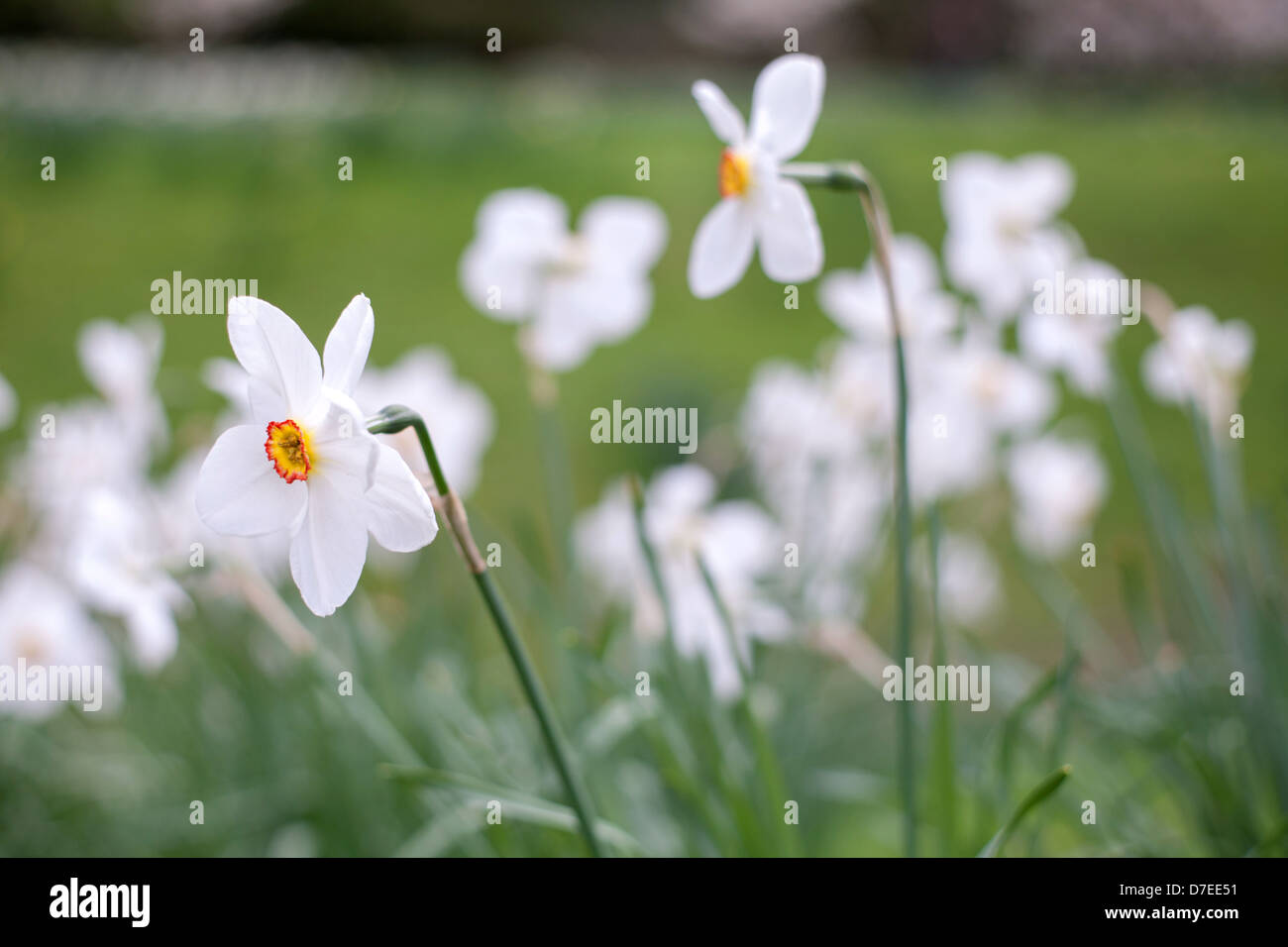 White Daffodils, Cambridge, UK Stock Photo