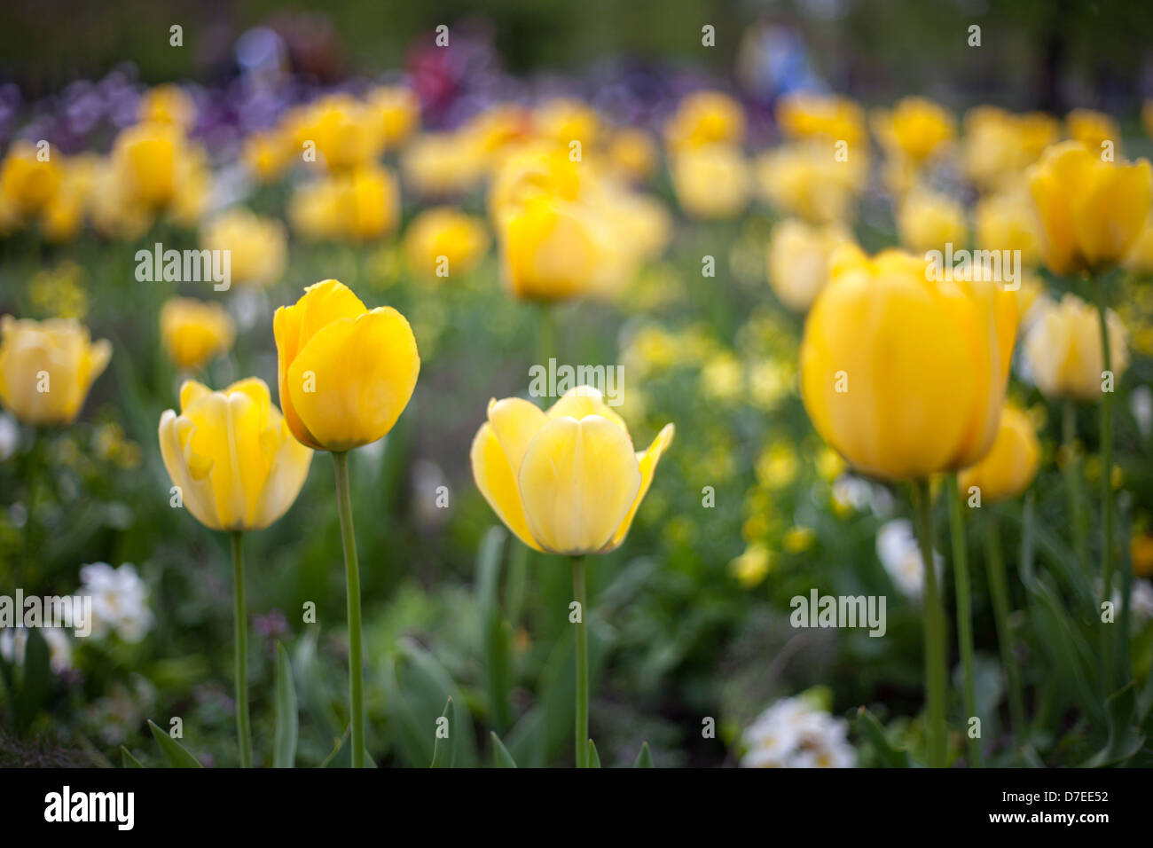 Yellow tulips, Christ's Pieces Cambridge, England, UK Stock Photo