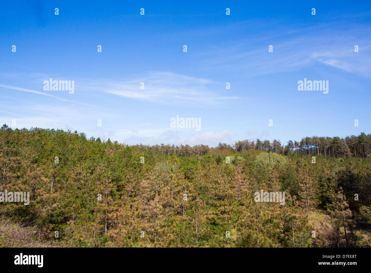 Tops of evergreen pine trees seen against a blue sky in Pembrey Country Park, Llanelli, Wales on a summer day in the sun. Stock Photo