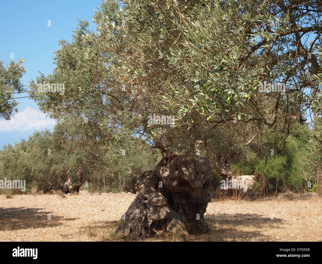 A very aged olive tree Stock Photo Alamy