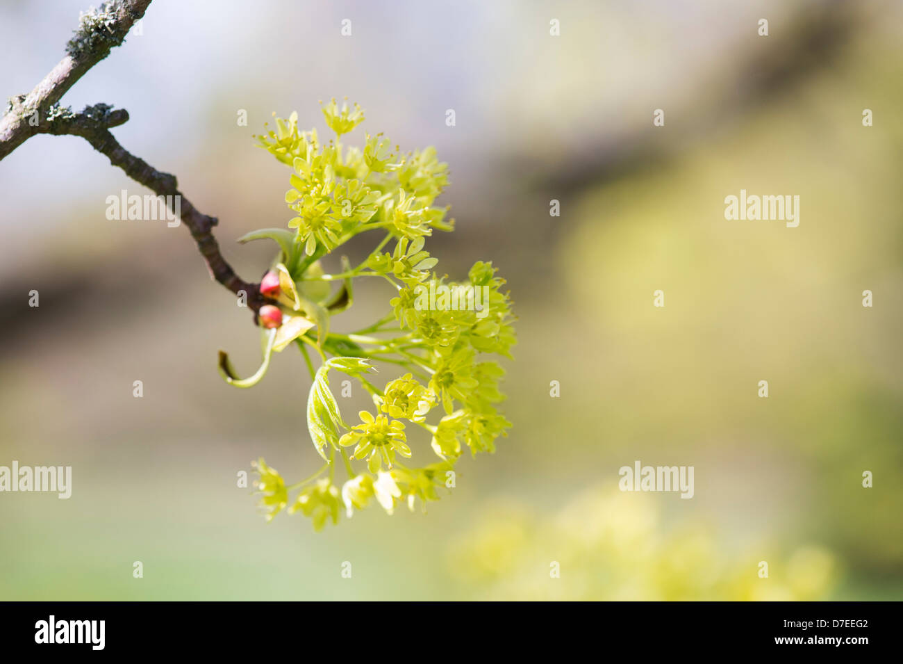 Acer Platanoides Palmatifidum Flowers Norway Maple Tree Uk Stock Photo Alamy