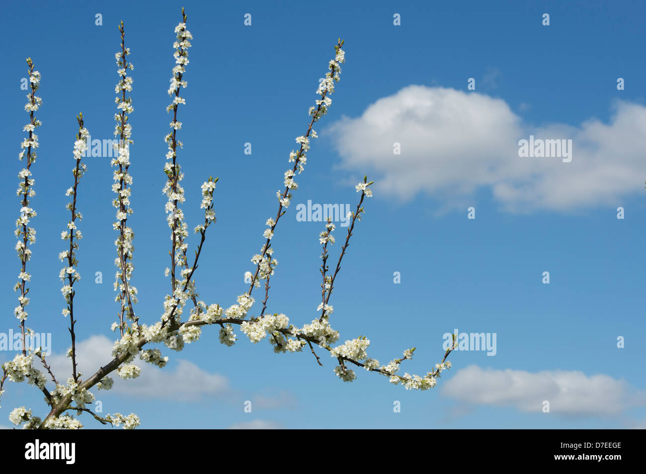Prunus Domestica Sanctus Hubertus. Plum tree blossom Stock Photo