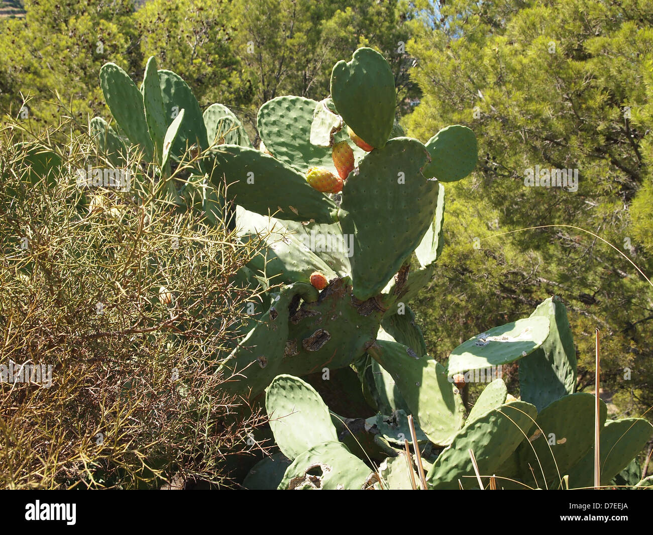 Pine tree and prickly pear cactus hi-res stock photography and images -  Alamy