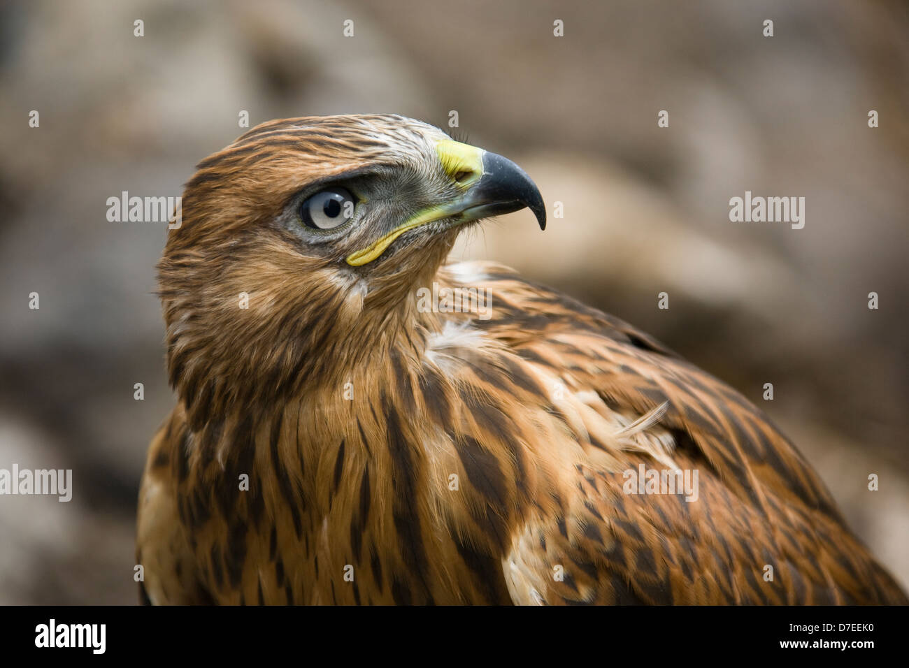close up of hawk Stock Photo