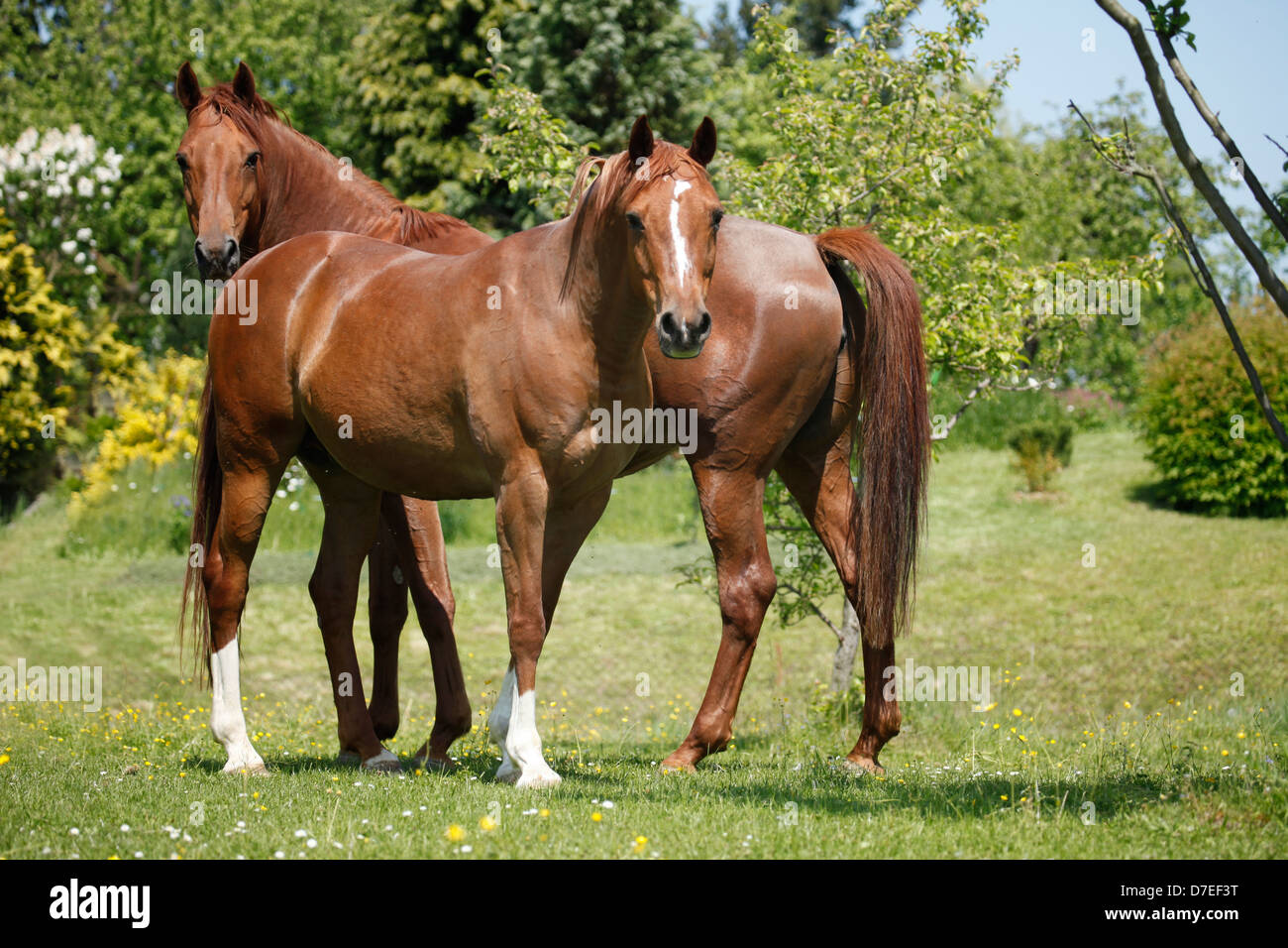 Two arabian horses stand hi-res stock photography and images - Alamy