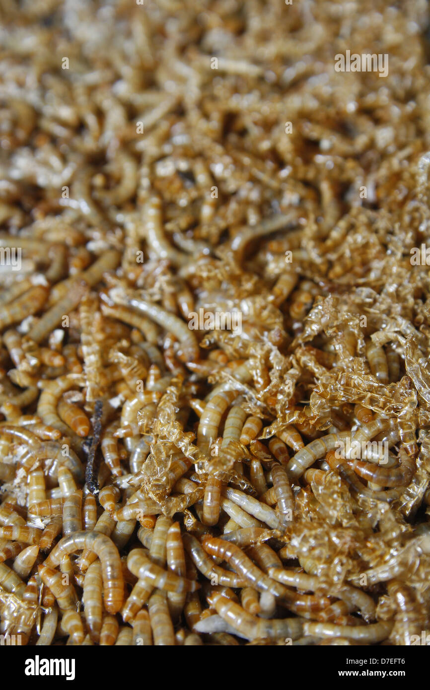 close up image of mealworms Tenebrio molitor Stock Photo Alamy