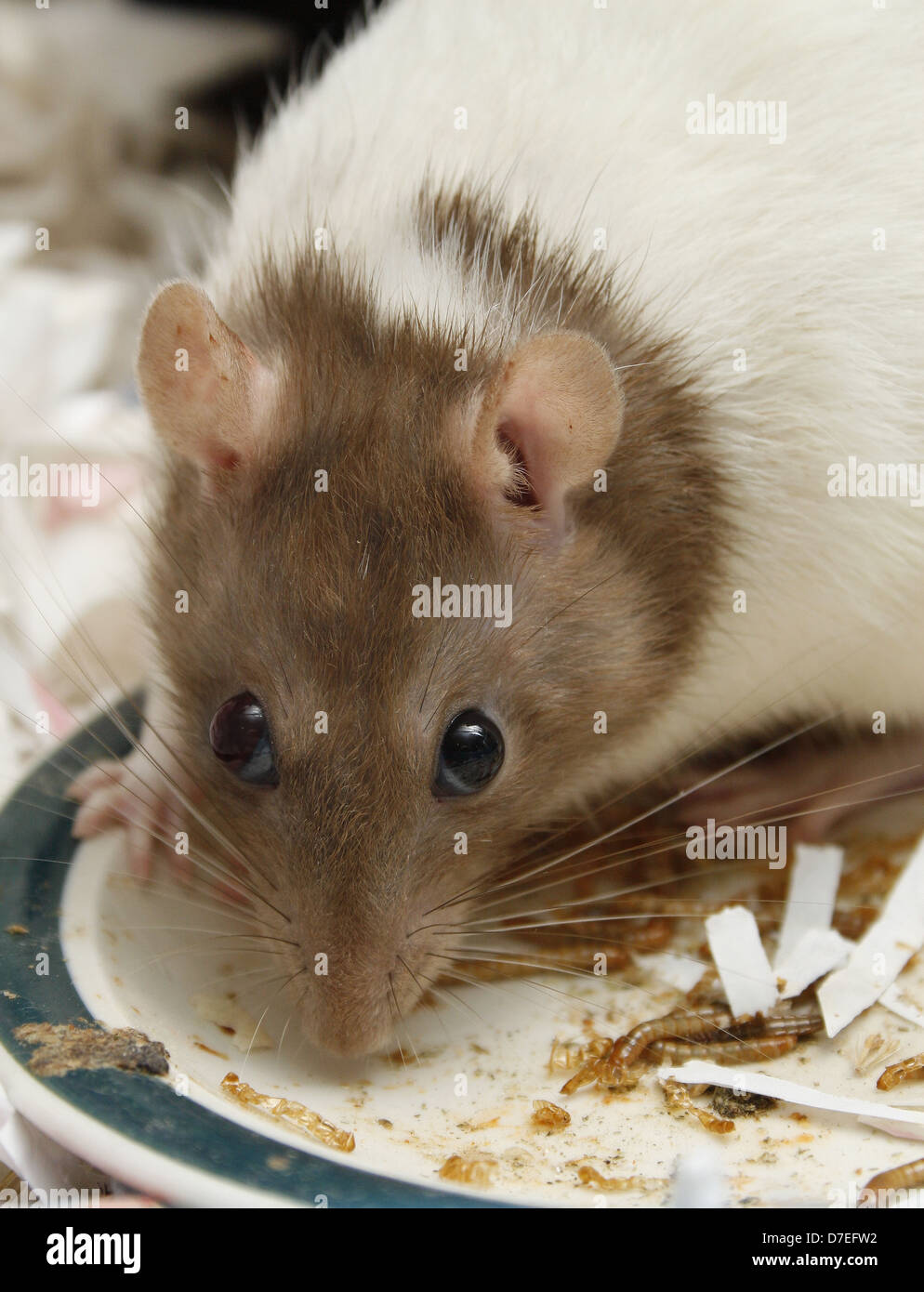 pet rat eating mealworms Rattus norvegicus Tenebrio molitor Stock Photo