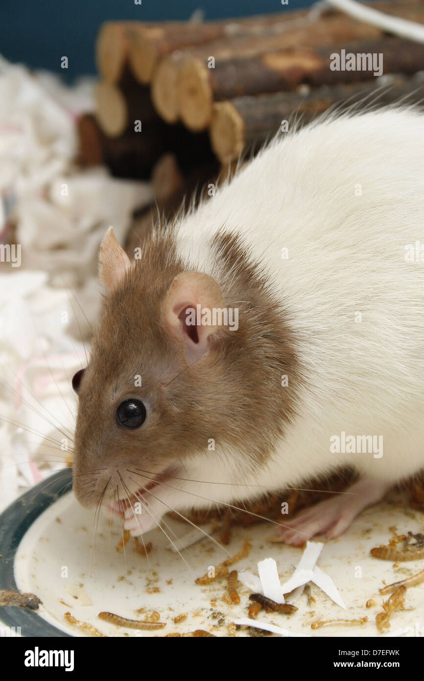 pet rat eating mealworms Rattus norvegicus Tenebrio molitor Stock Photo