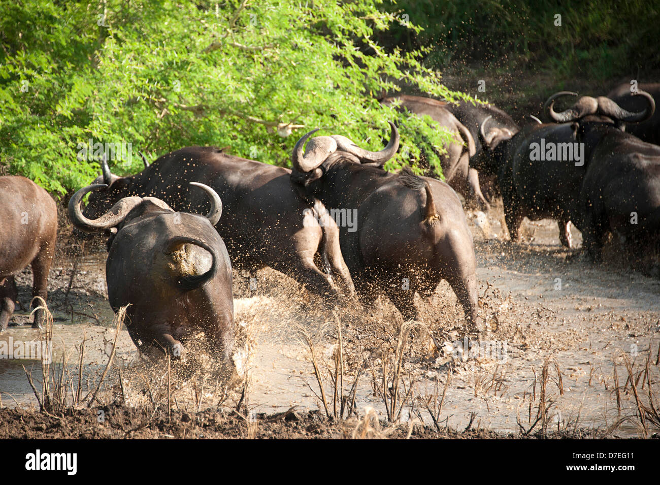 African buffaloes in muddy water in Thanda Game Reserve, South Africa. Stock Photo