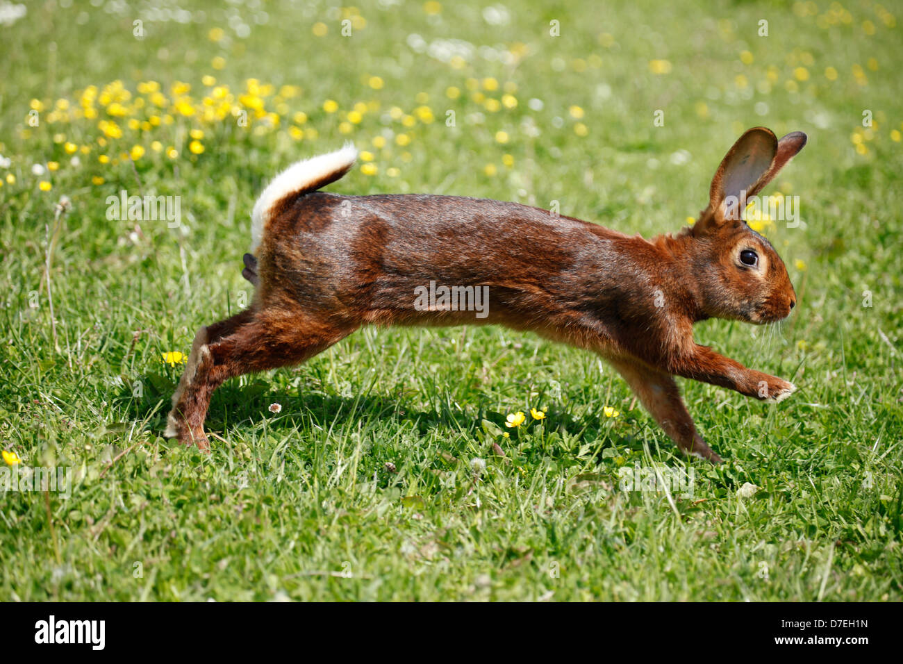 Rabbit galloping hi-res stock photography and images - Alamy