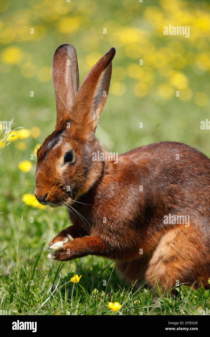 Belgian hares hires stock photography and images Alamy