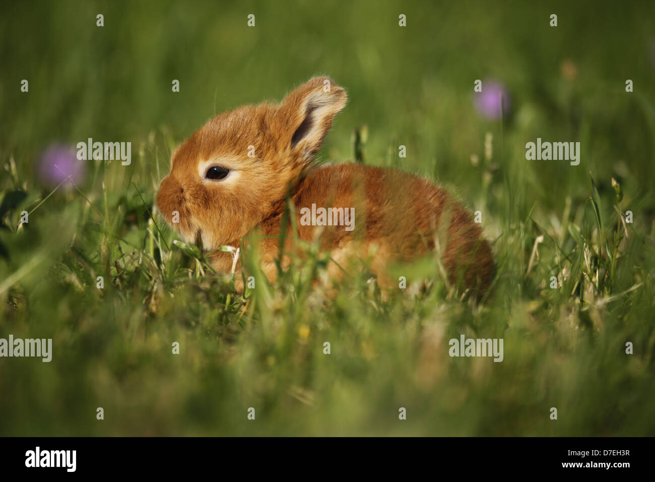 Young red new zealand rabbit hi-res stock photography and images - Alamy