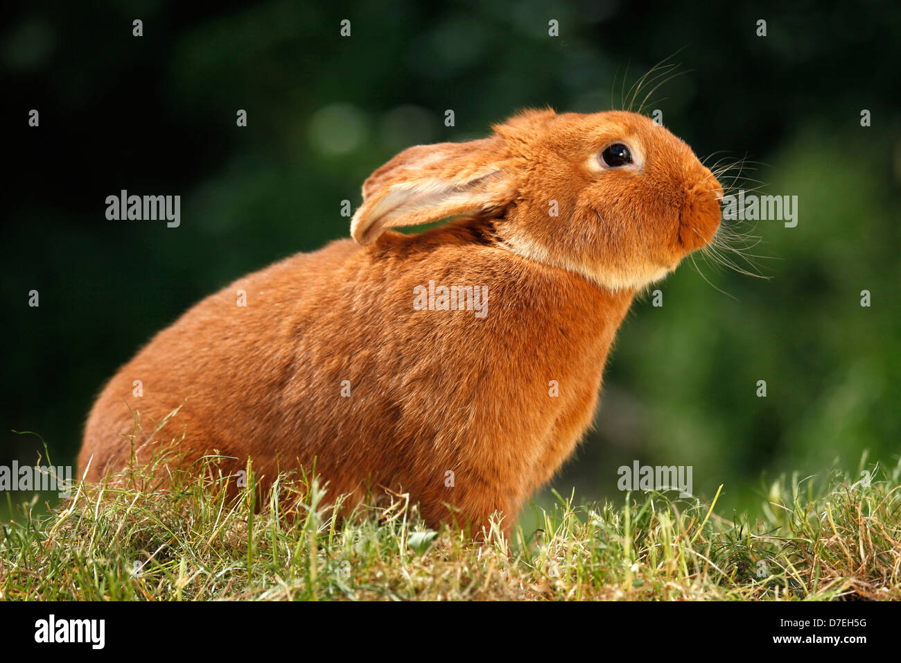 New zealand red rabbit hi-res stock photography and images - Alamy