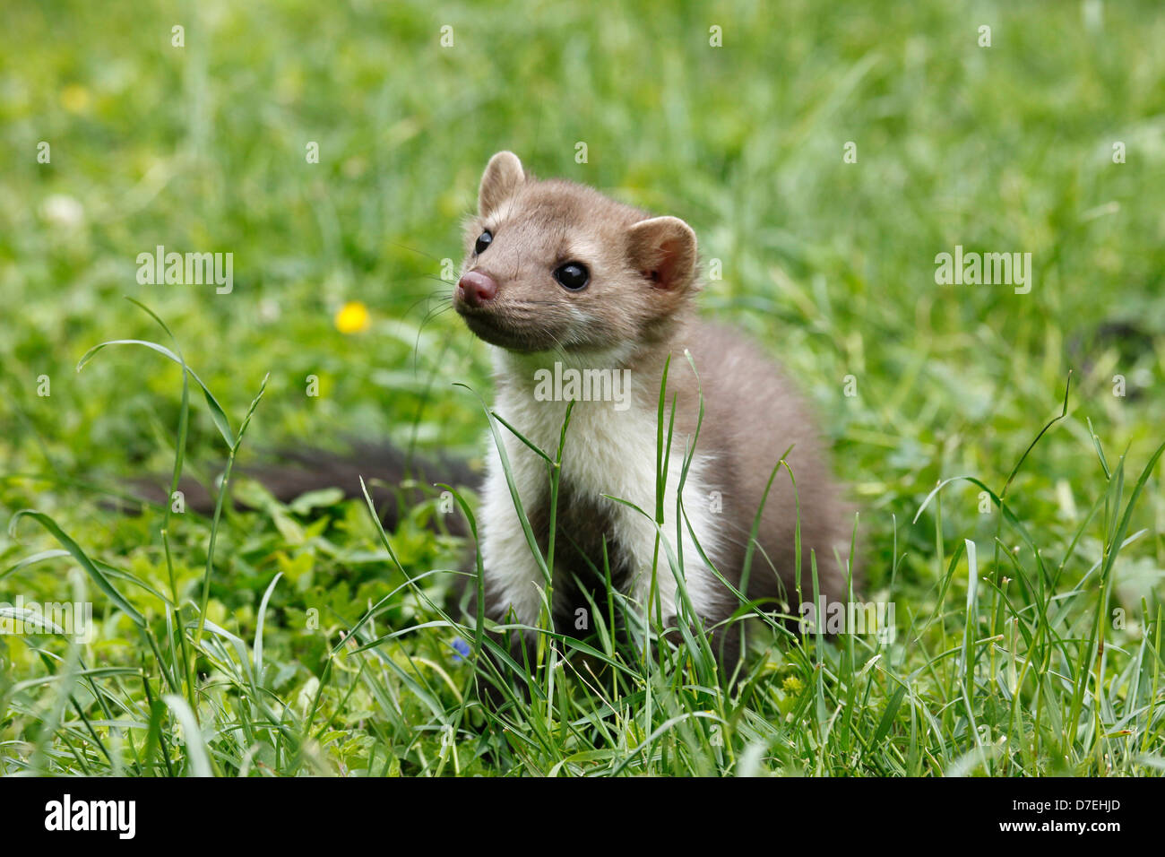 young stone marten Stock Photo - Alamy