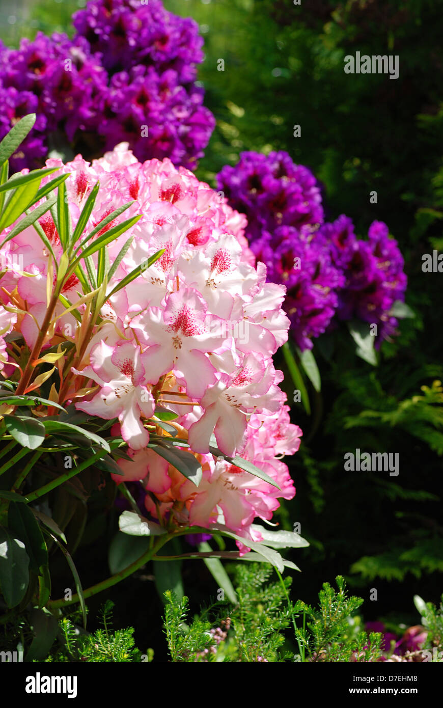 Beautiful Pink Rhododendron Flower Background Fresh Colors Of Stock Photo Alamy