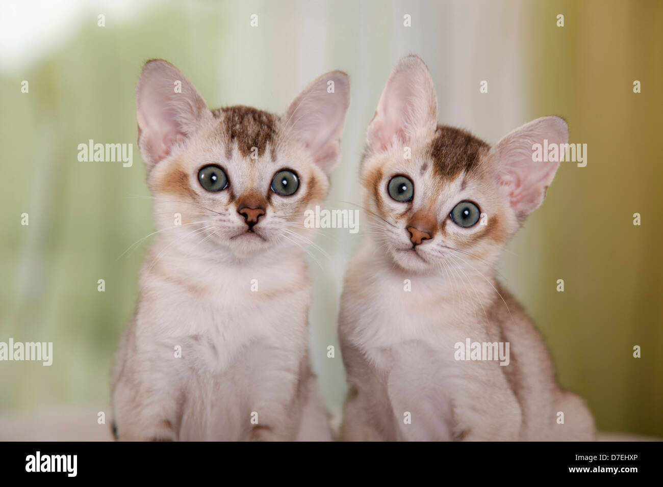 Singapura Kitten Stock Photo Alamy