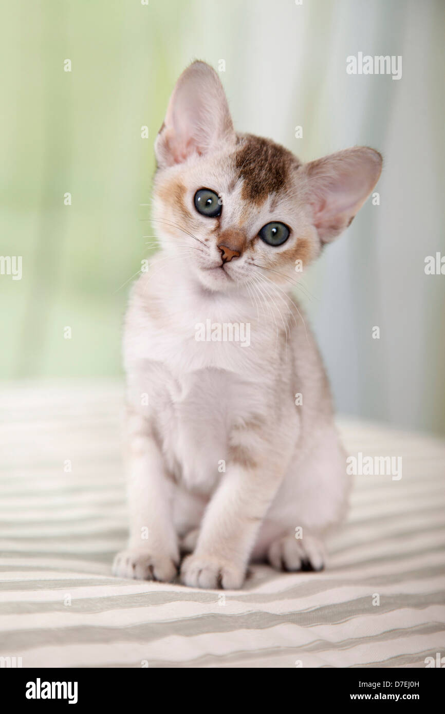 Singapura Kitten Stock Photo Alamy