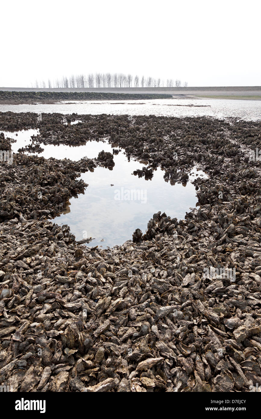 Wild Oyster fields in Zeeland, Holland Stock Photo