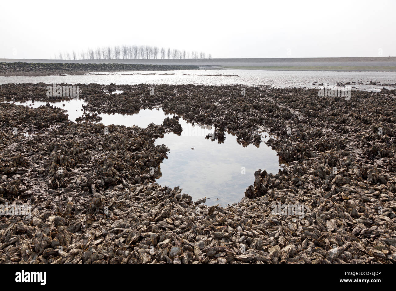 Wild Oyster fields in Zeeland, Holland Stock Photo