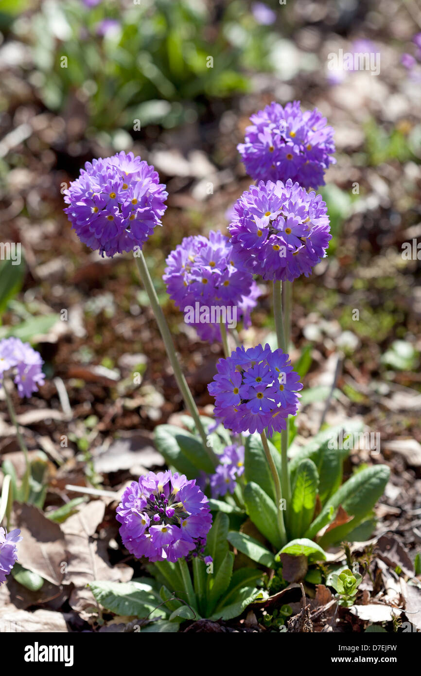 Purple Primula denticulata plant Stock Photo