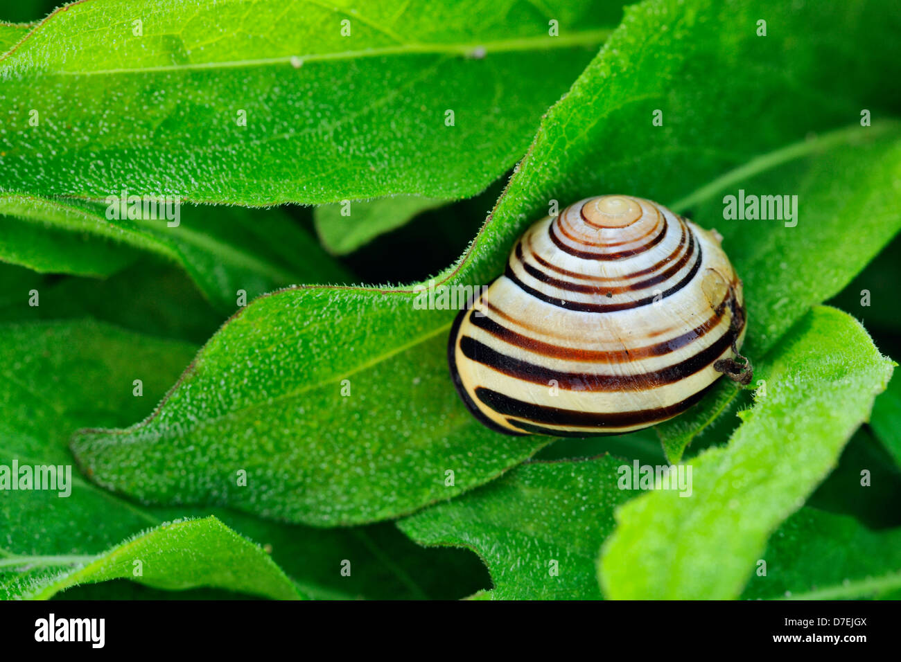 Banded garden snail Cepaea nemoralis in roadside vegetation Thorold