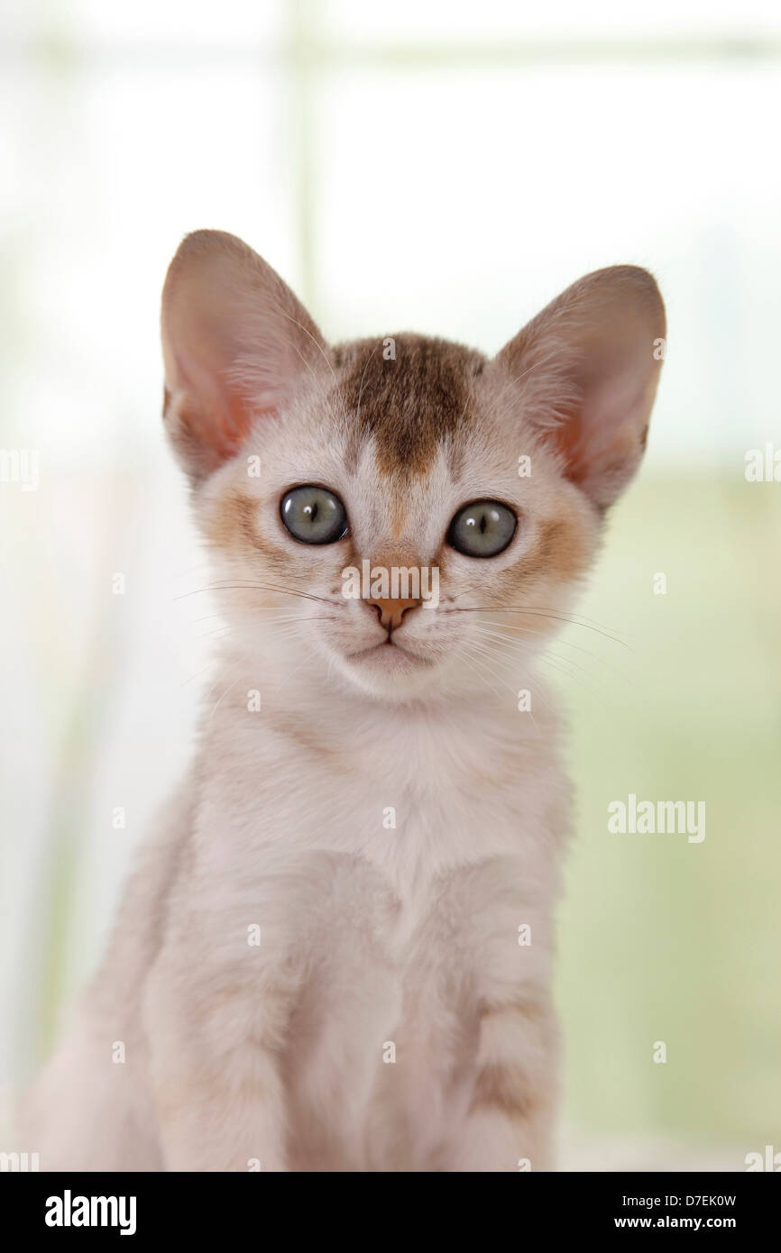 Singapura Kitten Stock Photo Alamy