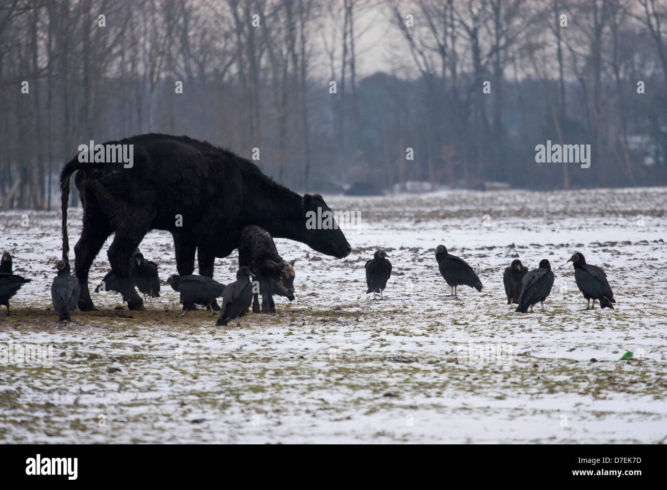 Cattle killing hires stock photography and images Alamy