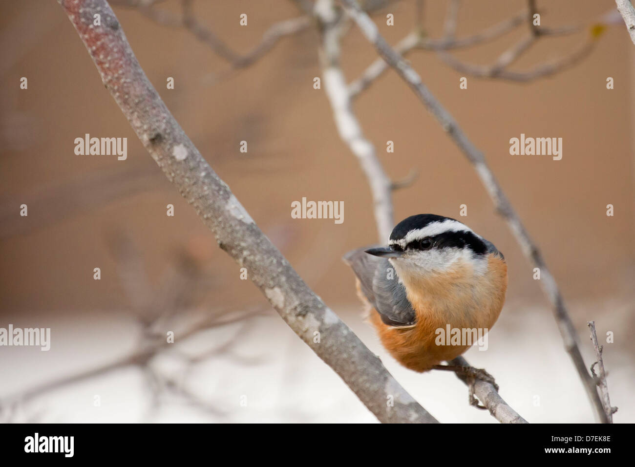 Red-breasted nuthatch perched on a branch Stock Photo