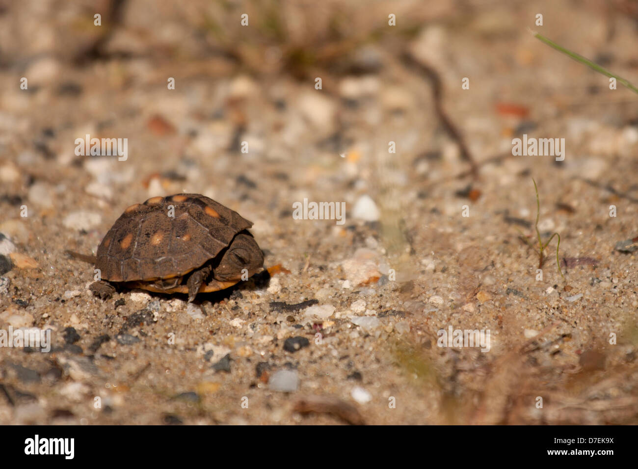 Eastern box turtle hatchling hires stock photography and images Alamy