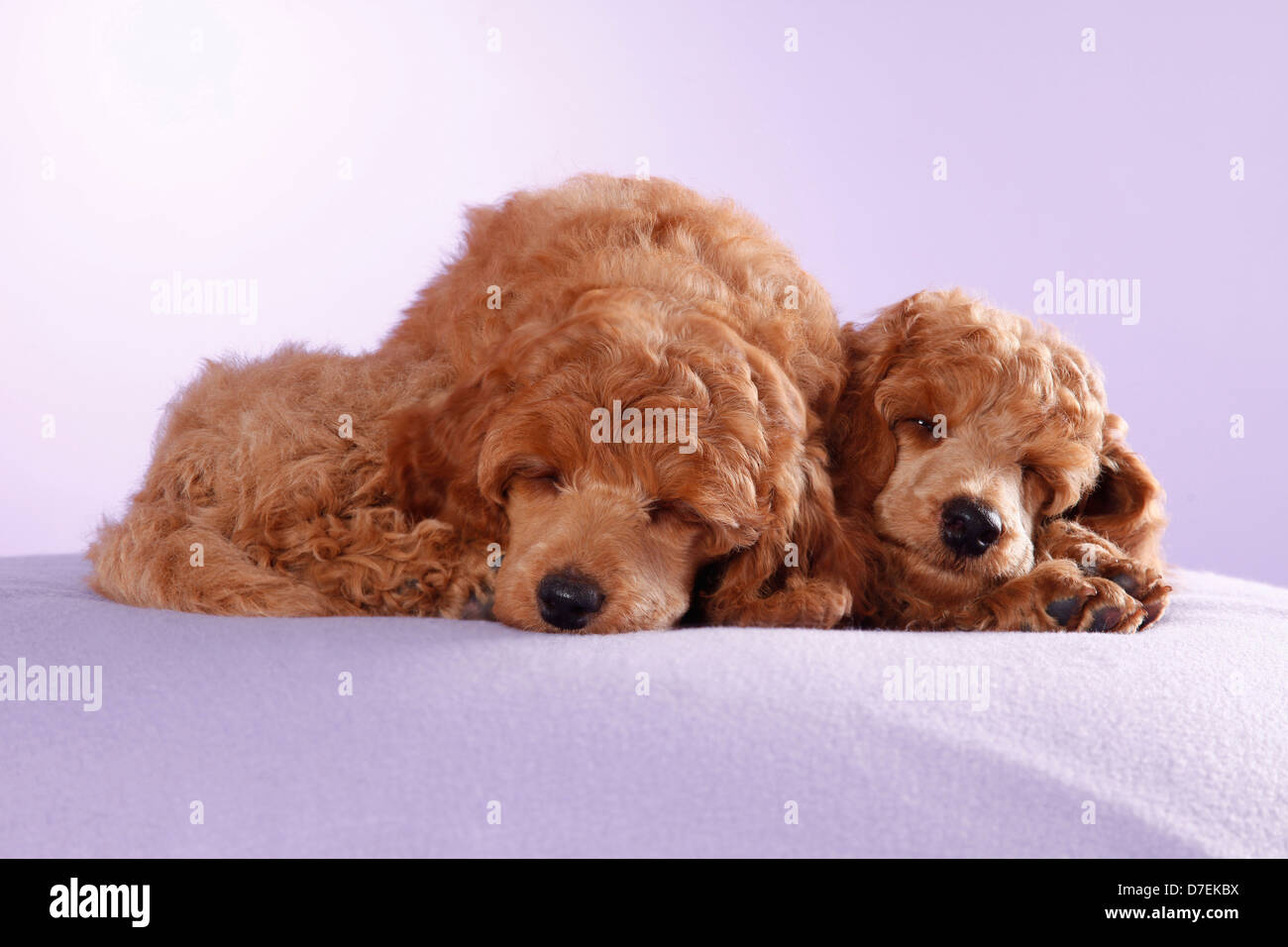 Two Poodles Side By Side High Resolution Stock Photography and Images ...