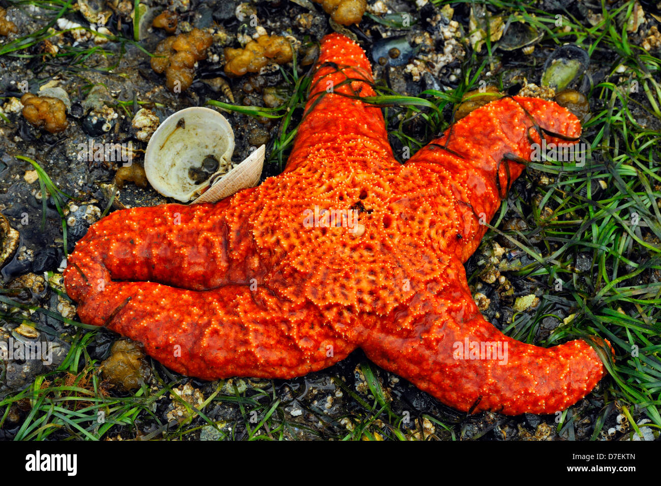Intertidal organisms at low tide. Haida Gwaii Queen Charlotte Islands Gwaii Haanas NP British Columbia Canada Stock Photo