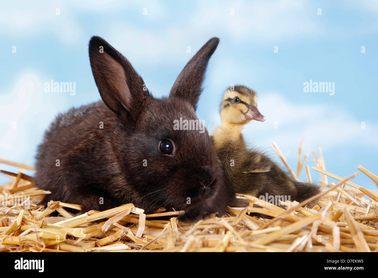 Black indian runner ducks hi-res stock photography and images - Alamy