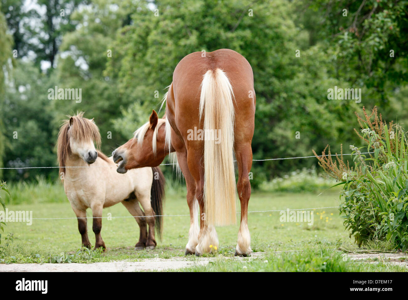 2 Ponies Stock Photo