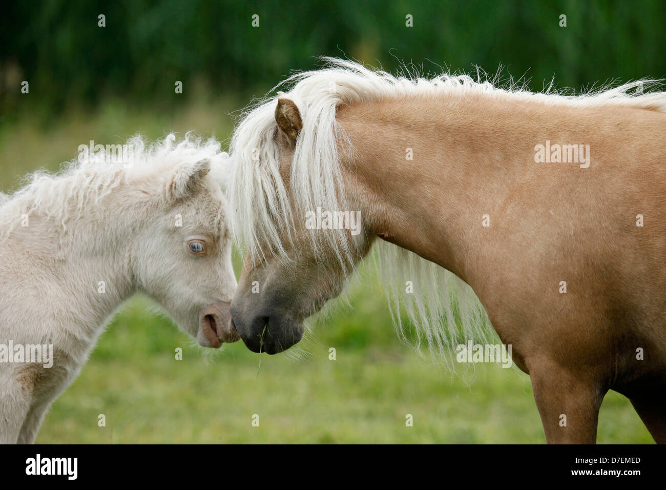 Miniature Shetland Ponies Stock Photo