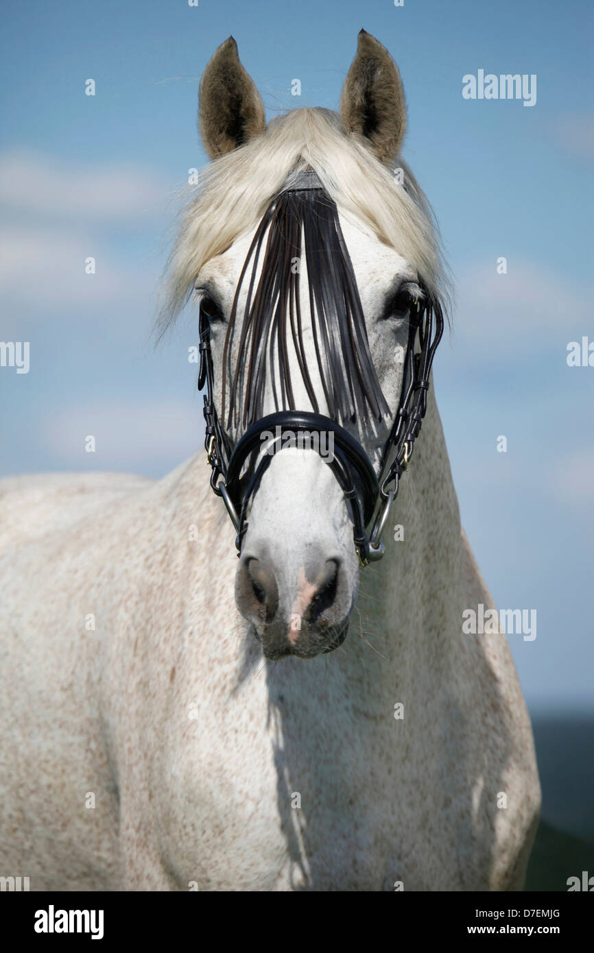 Andalusian horse portrait Stock Photo - Alamy